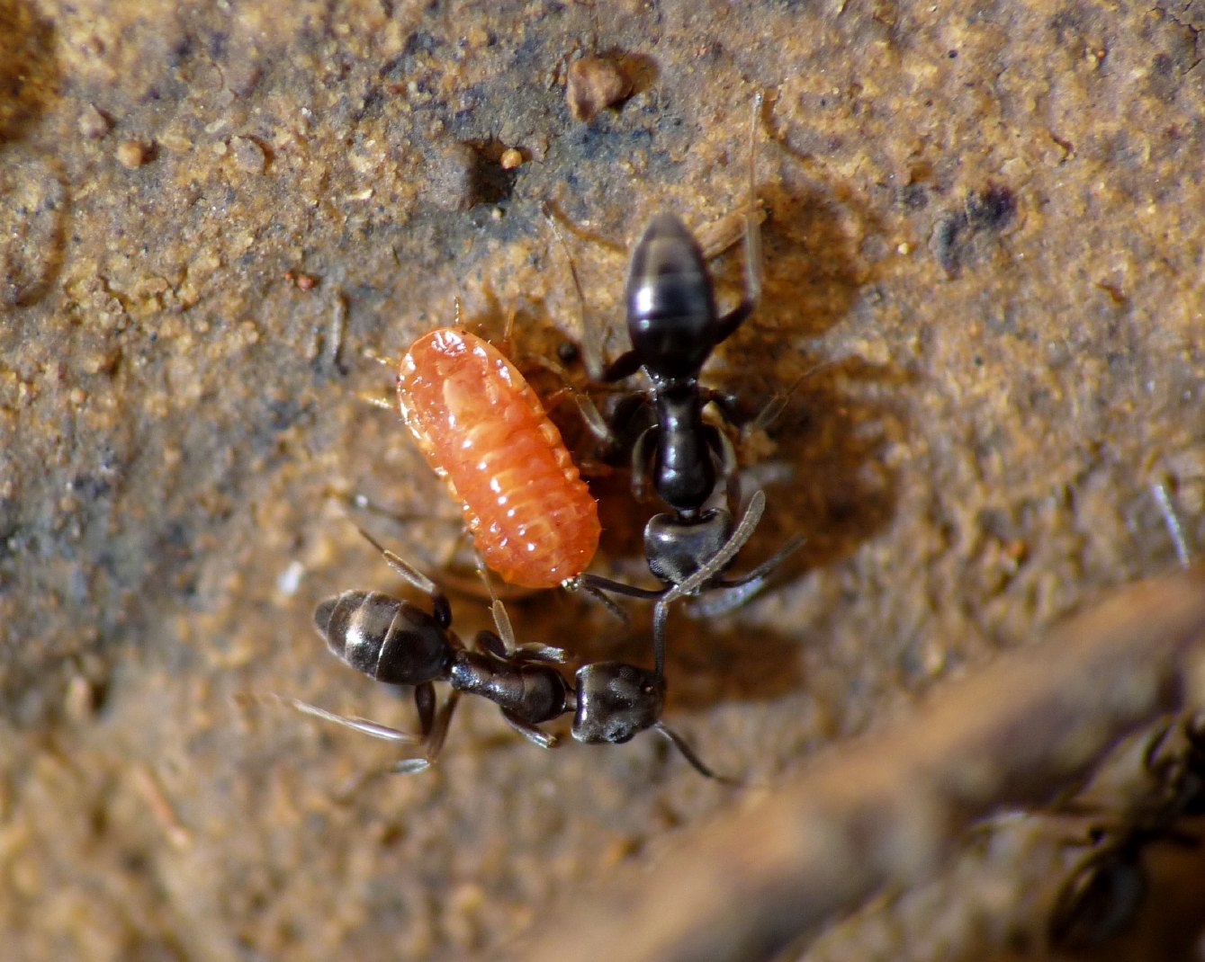 Tapinoma sp. (Formicidae) con ospiti (Coccidi)